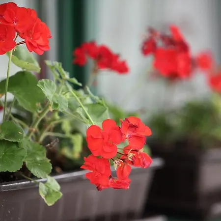 Csillagtura Panzio 3* Eger