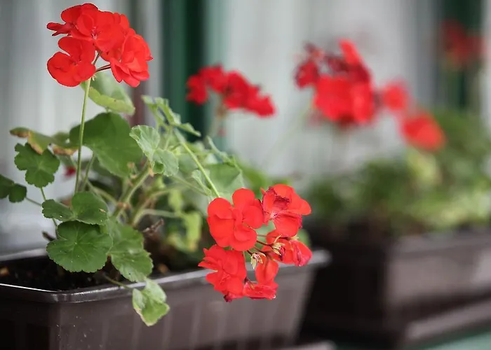 Csillagtura Panzio 3* Eger